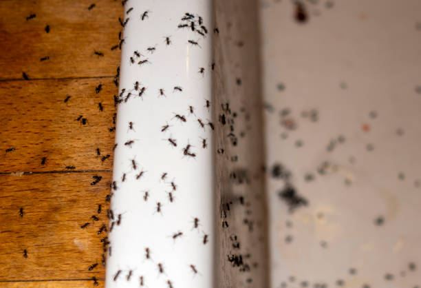 Wasp Removal Services in Fairview Ferndale, PA