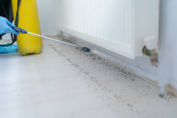 Best Termite Control Services  in Fairview Ferndale, PA