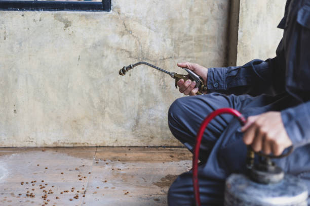 Best Rat Extermination Near Me  in Fairview Ferndale, PA
